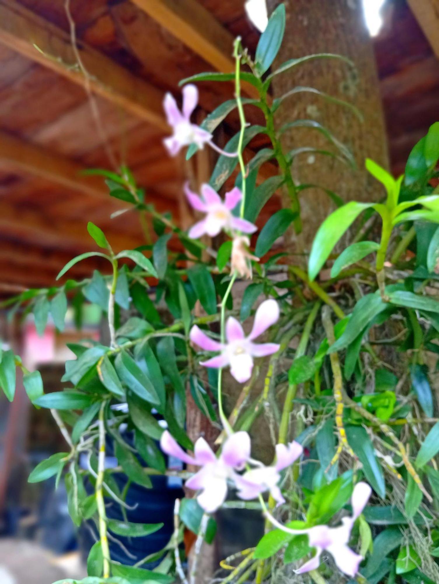 فيلا Parrot Tree House ميريسا المظهر الخارجي الصورة
