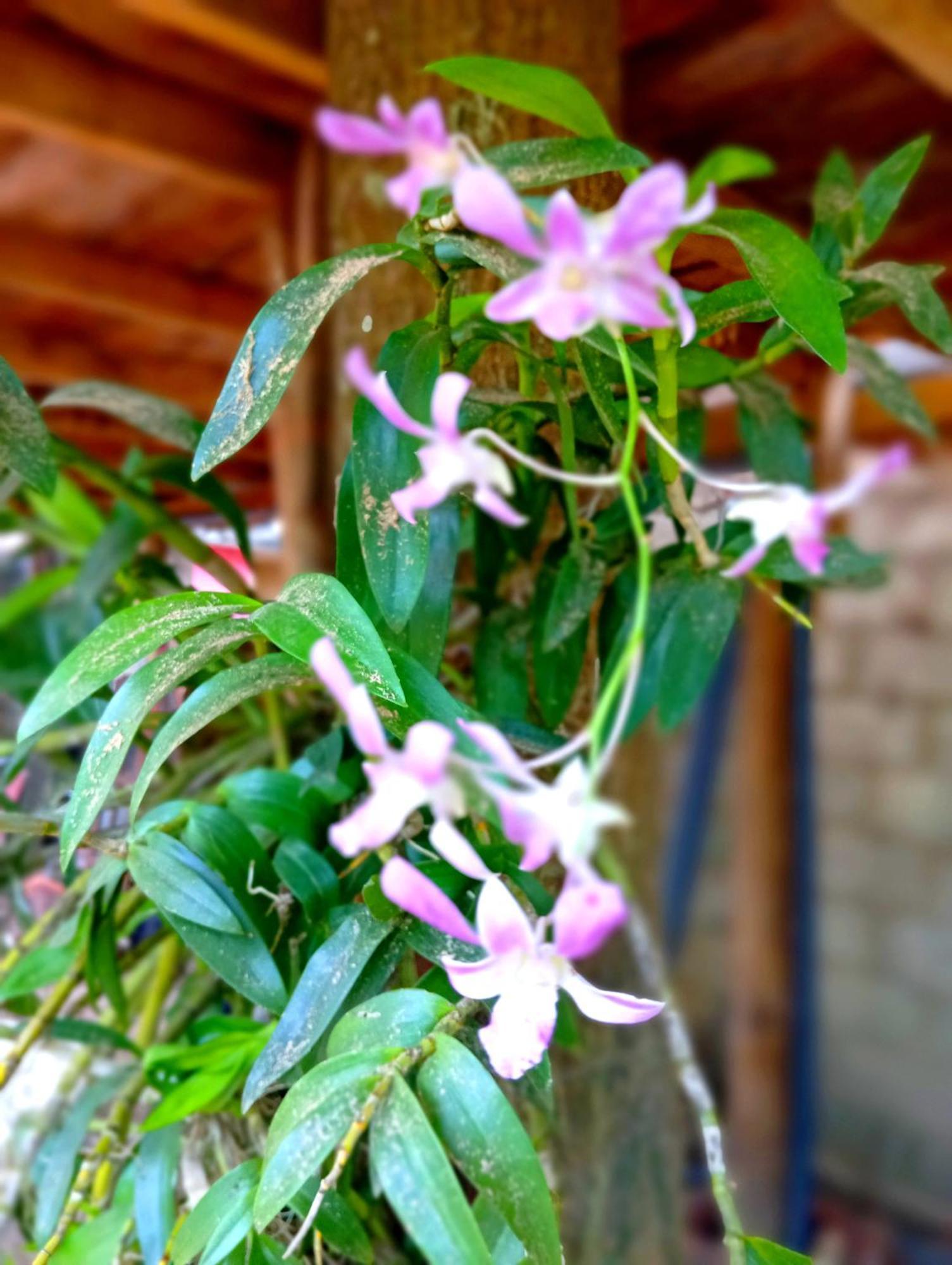 فيلا Parrot Tree House ميريسا المظهر الخارجي الصورة